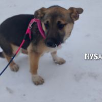 Nysa se trouve dans un refuge en ukraine #3