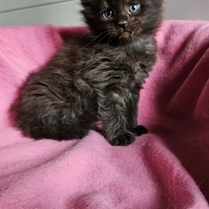 Magnifique chatons femelle maine coon #1