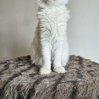 Magnifique chaton mâle maine coon