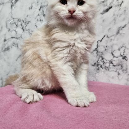 Magnifique chatons mâle maine coon #0