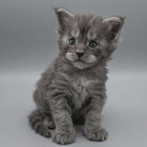 Magnifique chatons femelle maine coon