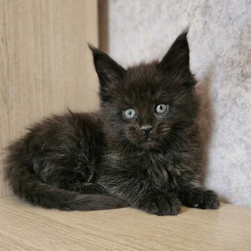 Magnifique chatons femelle maine coon