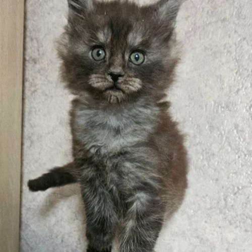 Magnifique chatons femelle maine coon