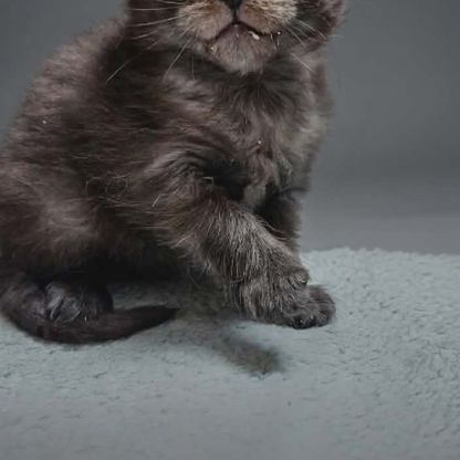 Magnifique chatons femelle maine coon