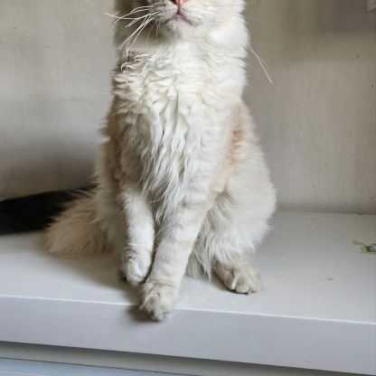Magnifique chaton mâle maine coon
