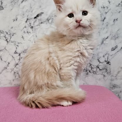 Magnifique chatons mâle maine coon