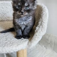 Magnifique chatons femelle maine coon #2