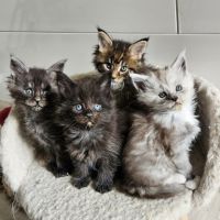 Magnifique chatons femelle maine coon #0
