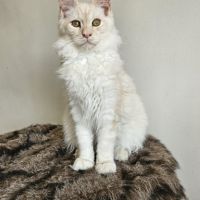 Magnifique chaton mâle maine coon