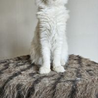 Magnifique chaton mâle maine coon