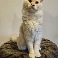 Magnifique chaton mâle maine coon