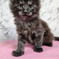 Magnifique chatons mâle maine coon #2