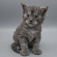 Magnifique chatons femelle maine coon