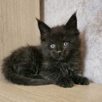 Magnifique chatons femelle maine coon