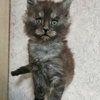 Magnifique chatons femelle maine coon