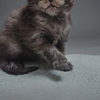 Magnifique chatons femelle maine coon