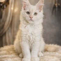 Magnifique chatons mâle maine coon #1