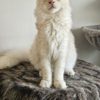 Magnifique chaton mâle maine coon