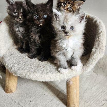 Magnifique chatons femelles maine coon