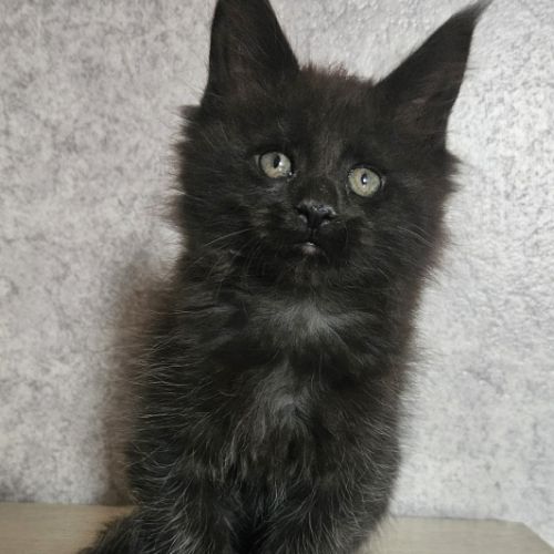 Magnifiques chatons femelles maine coon