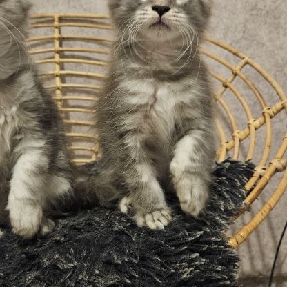 Magnifiques chatons femelles maine coon