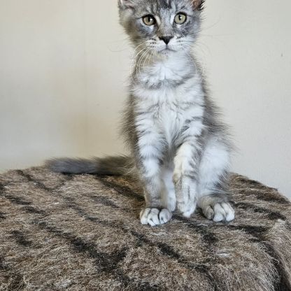 Magnifiques chatons femelles maine coon #1