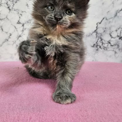 Magnifique chaton femelle maine coon
