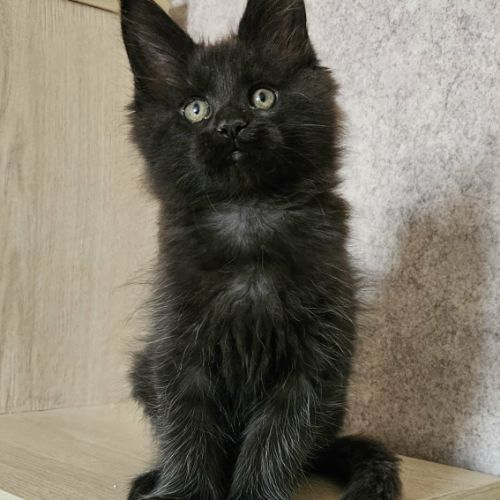 Magnifiques chatons femelles maine coon