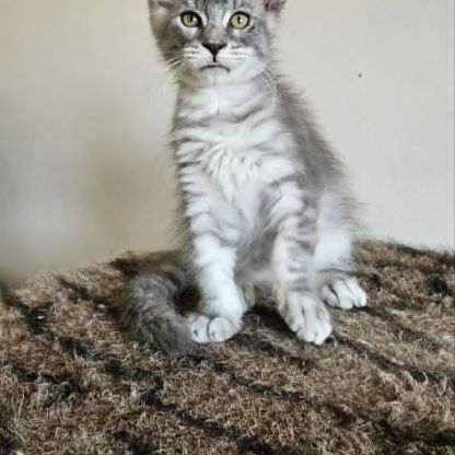 Magnifiques chatons femelles maine coon