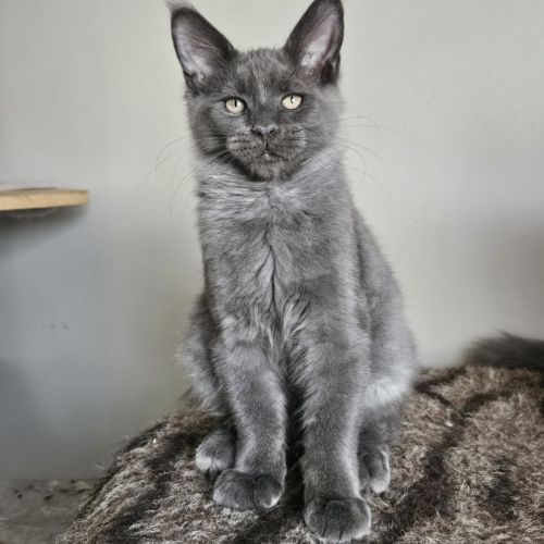 Magnifiques chatons femelles maine coon