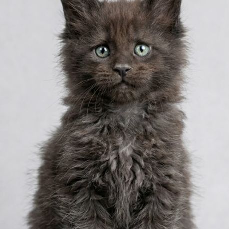 Magnifique chatons femelles maine coon