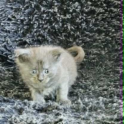 Magnifiques chatons femelles maine coon