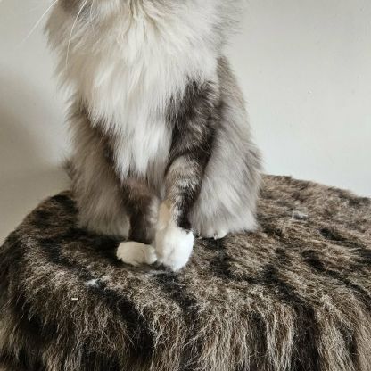 Magnifique chaton femelle maine coon