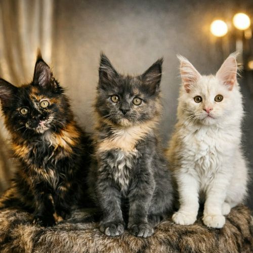 Magnifique chaton femelle maine coon #3