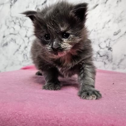 Magnifique chaton femelle maine coon #0