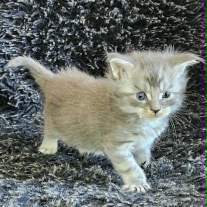 Magnifiques chatons femelles maine coon