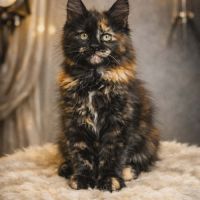 Magnifique chaton femelle maine coon