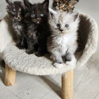 Magnifique chatons femelles maine coon