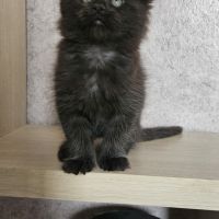 Magnifique chatons femelles maine coon