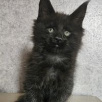 Magnifiques chatons femelles maine coon