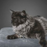 Magnifiques chatons femelles maine coon #1