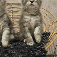 Magnifiques chatons femelles maine coon