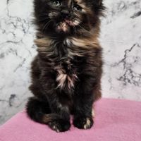 Magnifique chaton femelle maine coon #1