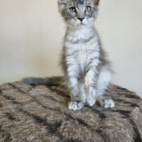 Magnifiques chatons femelles maine coon #1