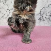 Magnifique chaton femelle maine coon