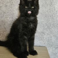Magnifiques chatons femelles maine coon