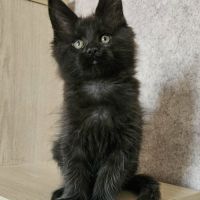Magnifiques chatons femelles maine coon