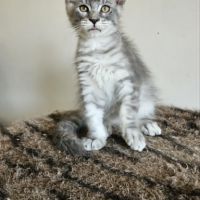 Magnifiques chatons femelles maine coon