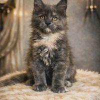 Magnifique chaton femelle maine coon #2