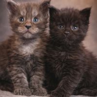 Magnifique chatons femelles maine coon